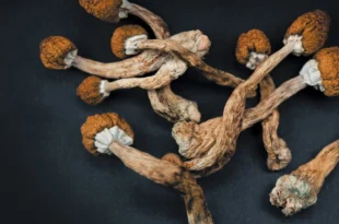 Do Psilocybin Mushrooms Go Bad? Shelf Life, Storage Tips, and Safety Guide