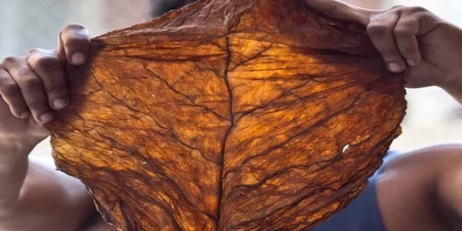 Grabba vs. Fronto: What’s the Difference?